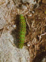 sono brutto, ma diventer una farfalla